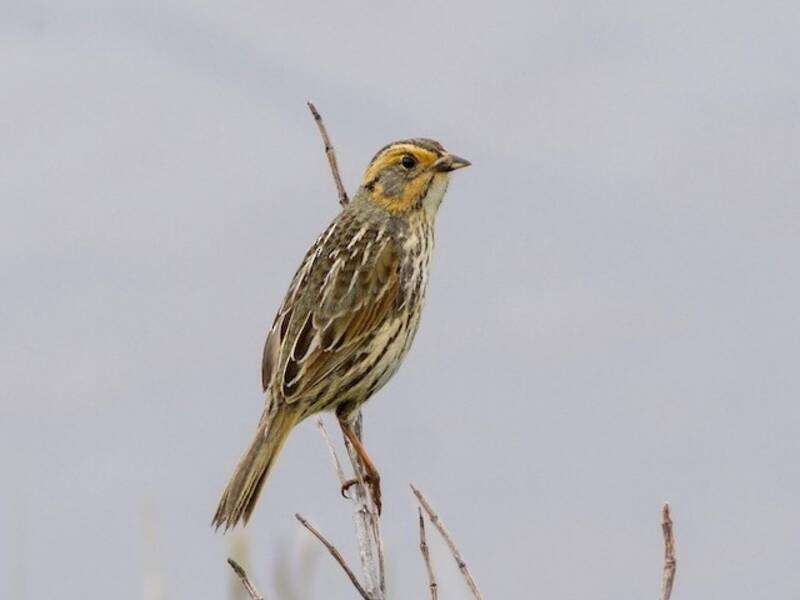 Saltmarsh Sparrow, 照片 2