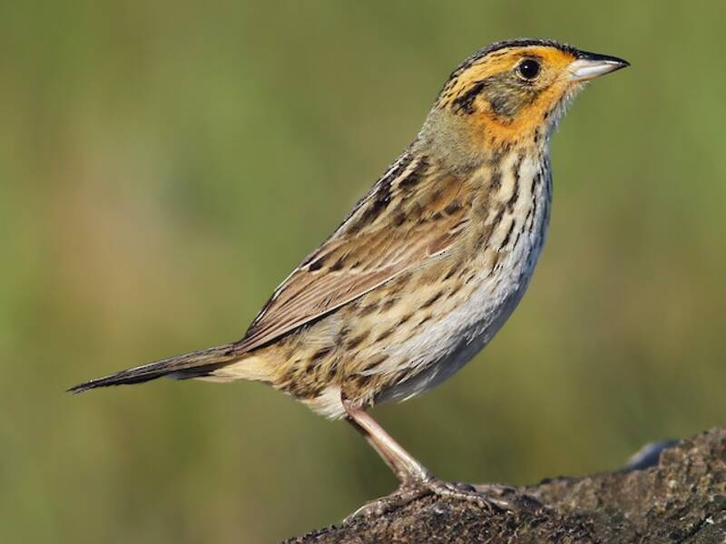Saltmarsh Sparrow, 照片 3