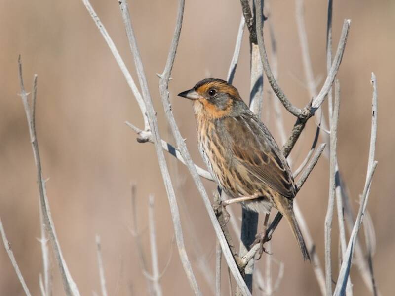 Saltmarsh Sparrow, 照片 4