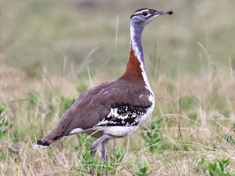 Denham's Bustard, Photos 4