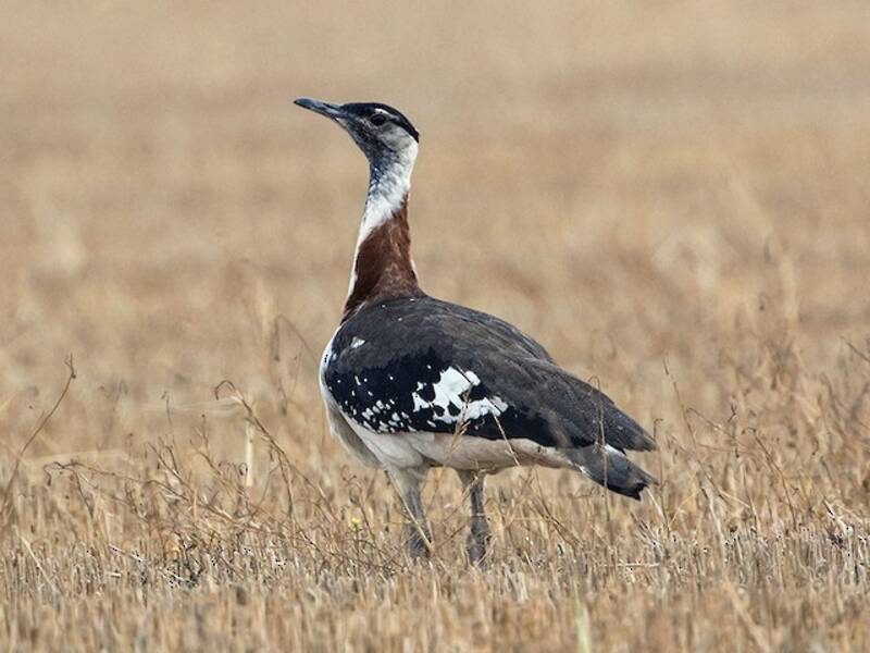 Denham's Bustard, Photos 3