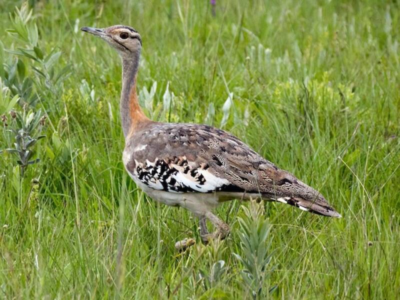Denham's Bustard, Photos 2