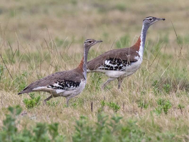 Denham's Bustard