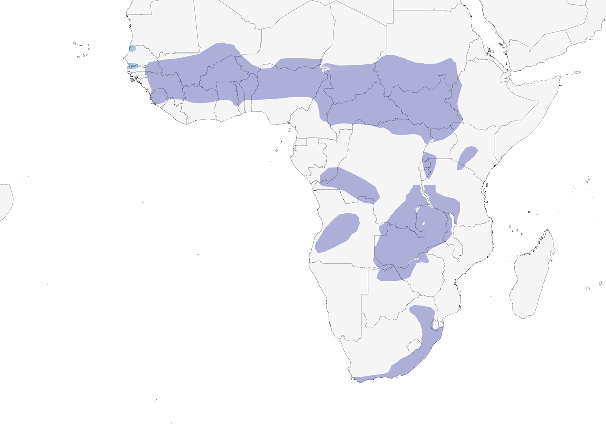 Denham's Bustard, Distribution 1