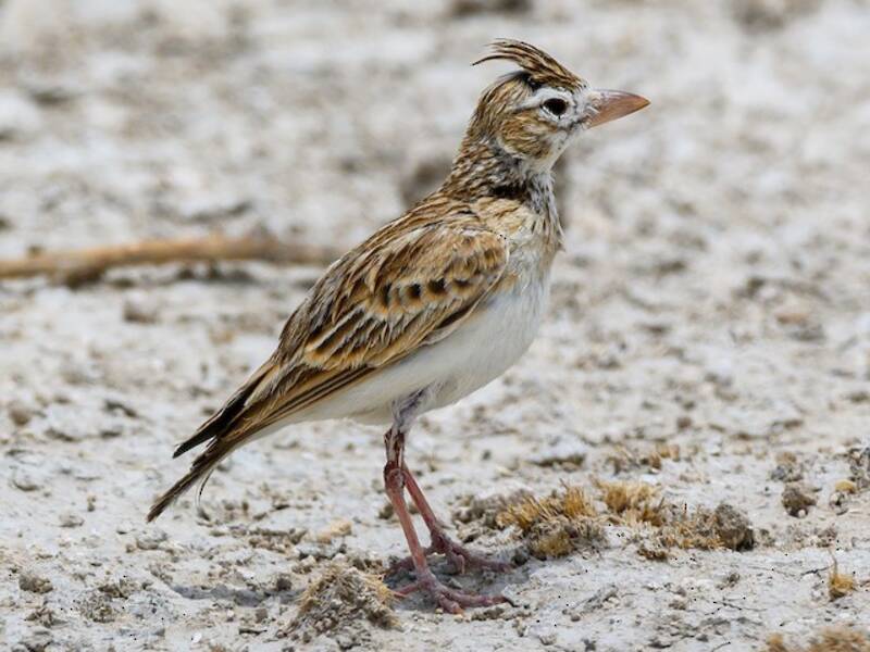 Stark's Lark, Photos 2