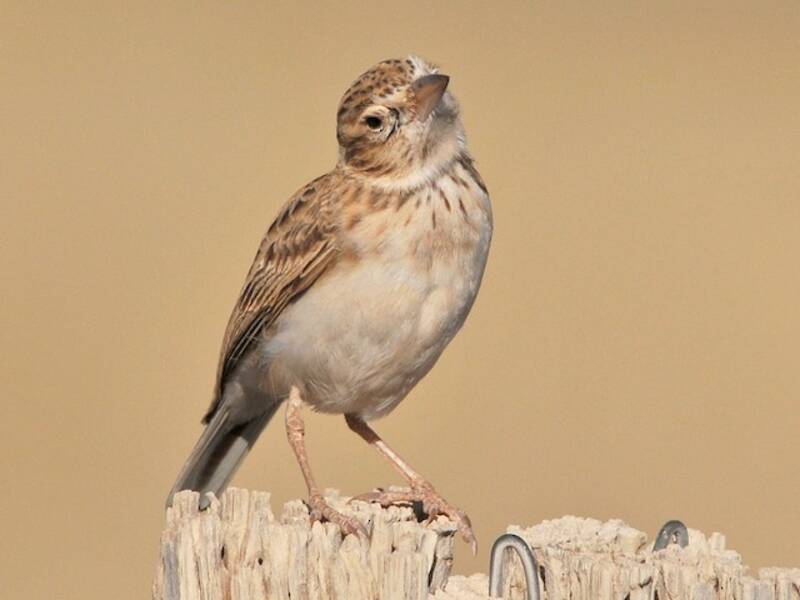 Stark's Lark, Photos 3