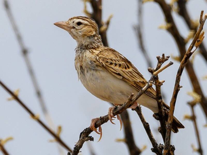 Stark's Lark, Photos 4