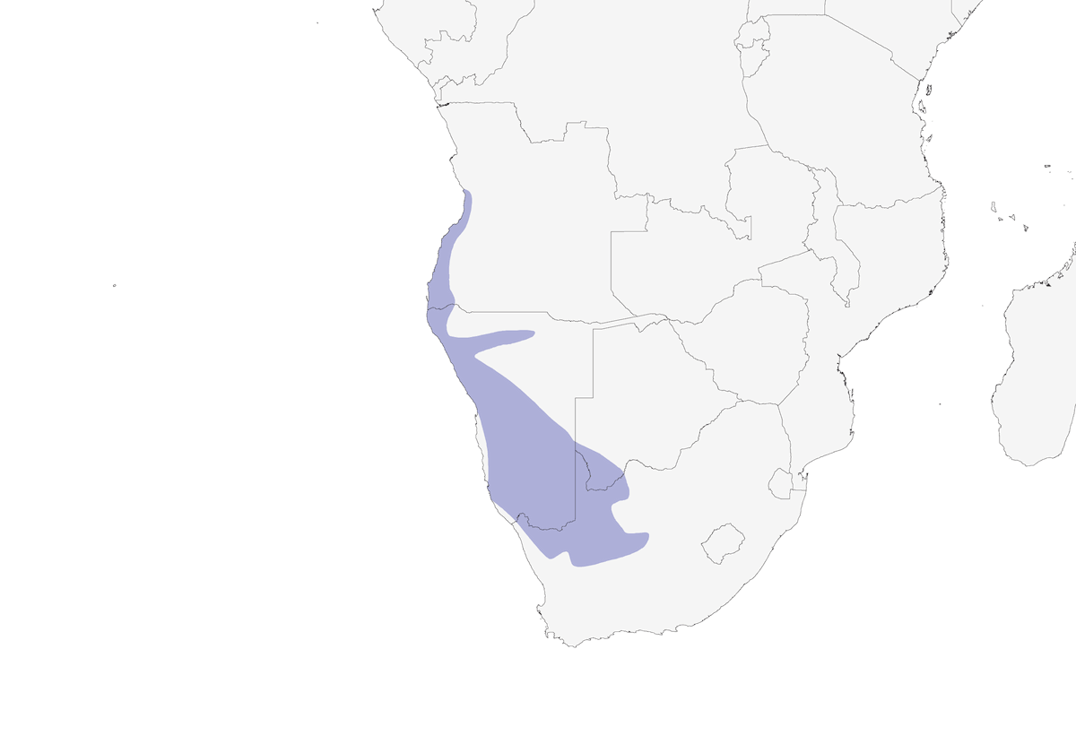 Stark's Lark, Distribution 1
