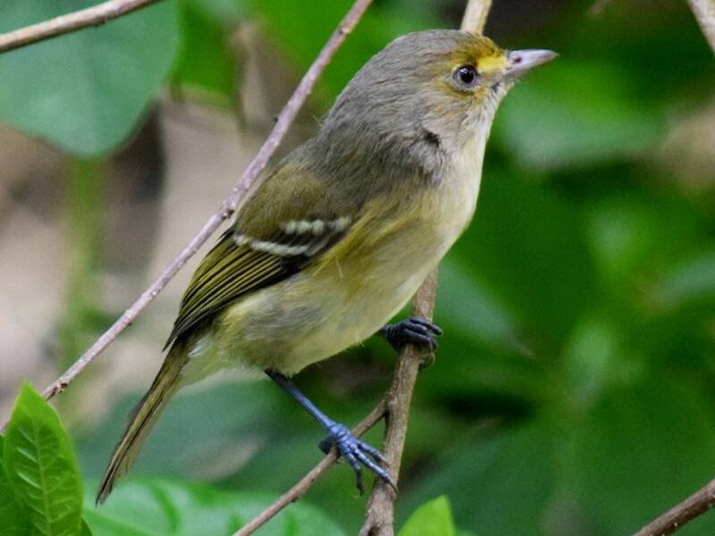 San-Andres-Vireo, Fotos 3