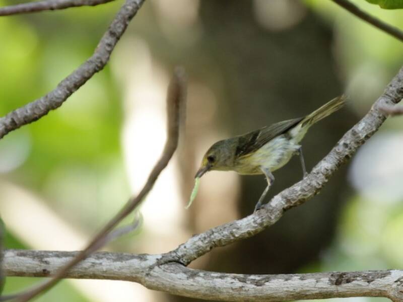 San-Andres-Vireo, Fotos 2