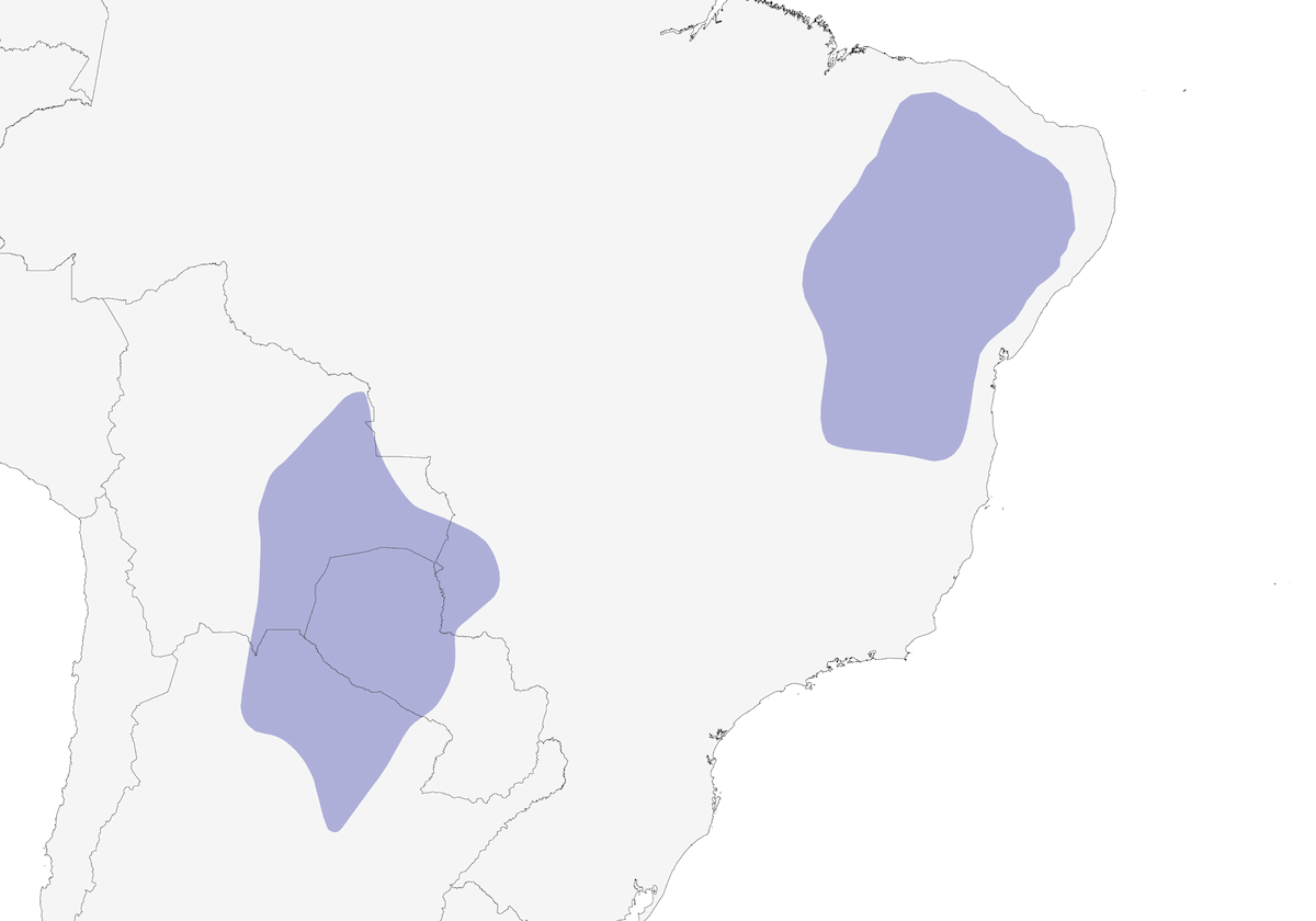 Formicario dorsofasciato, Distribuzione 1