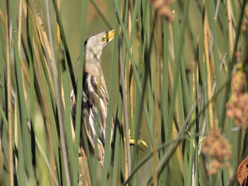 Tarabusino dorsostriato, Foto 2