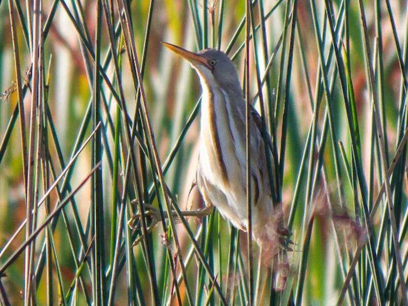 Tarabusino dorsostriato, Foto 3