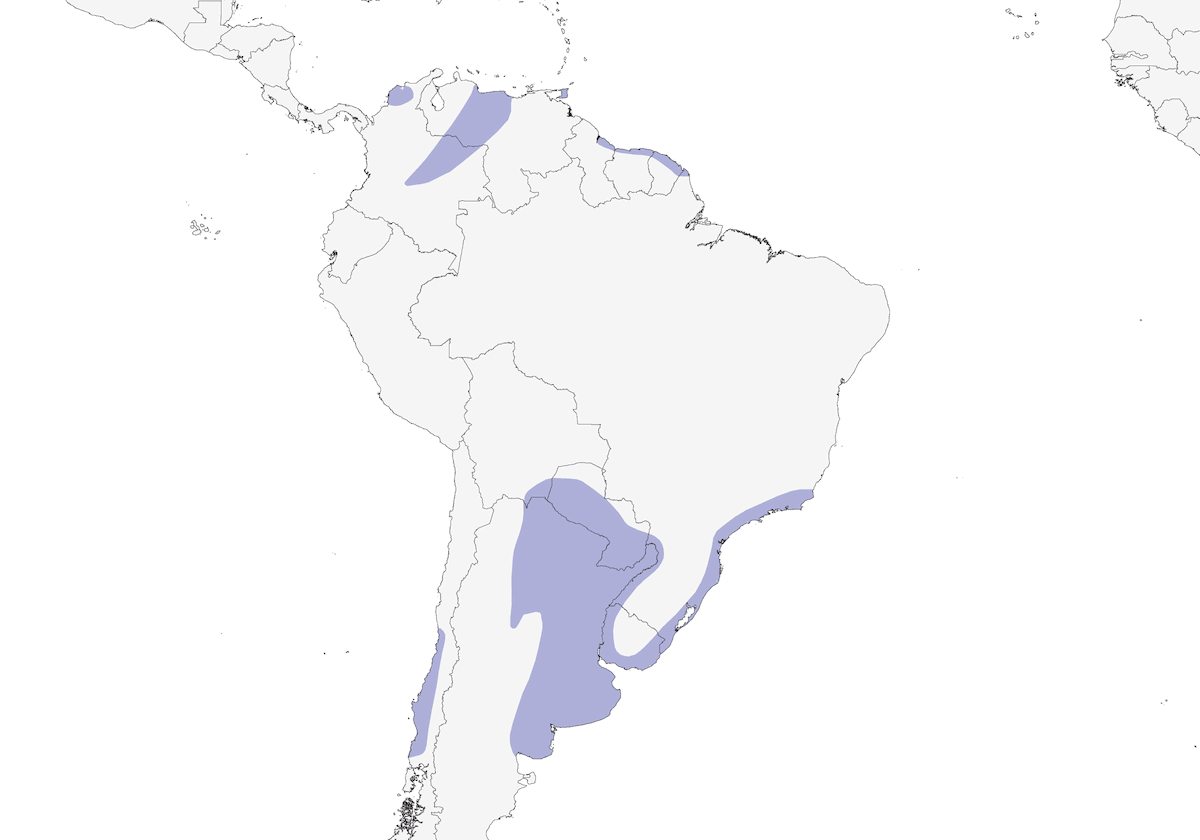 Tarabusino dorsostriato, Distribuzione 1