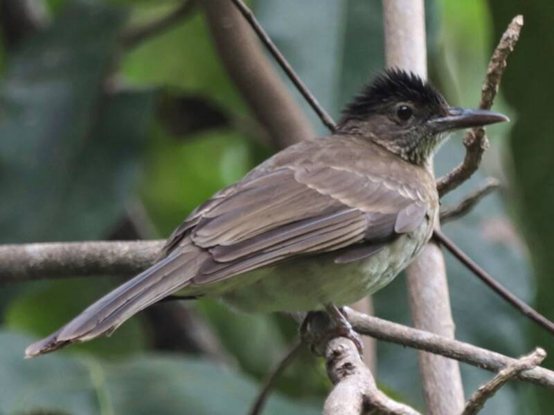 Bulbul de pecho estriado