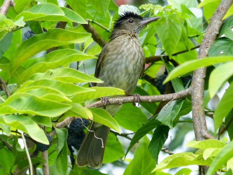 Bulbul de pecho estriado, Fotos 2