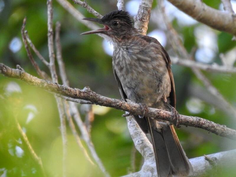 Bulbul de pecho estriado, Fotos 3