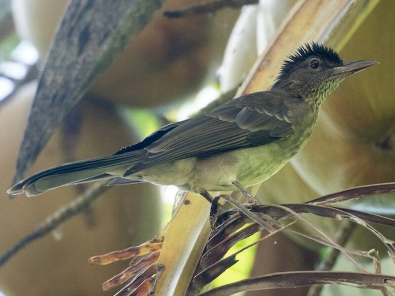 Bulbul de pecho estriado, Fotos 4