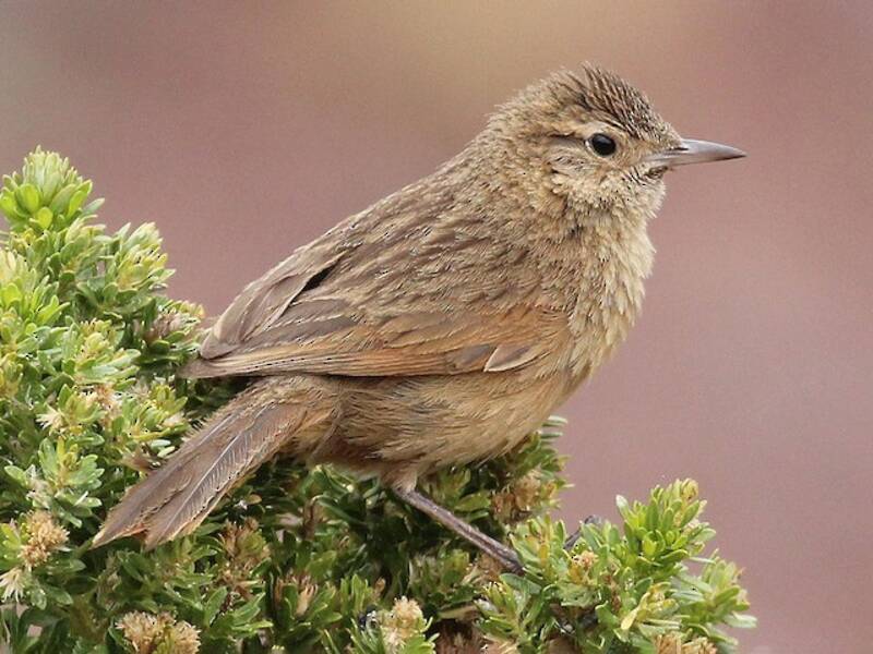 Streak-backed Canastero (Asthenes wyatti)