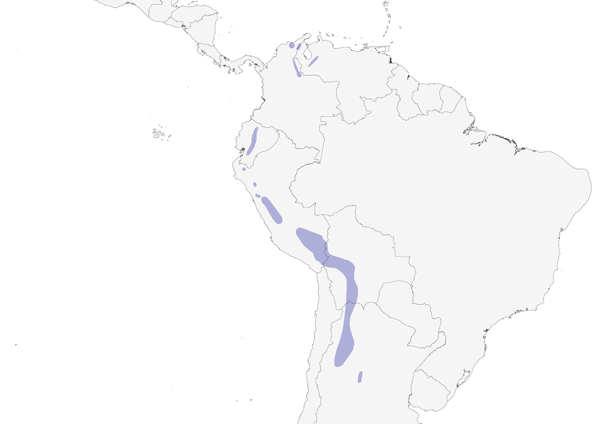 Streak-backed Canastero, Distribution 1