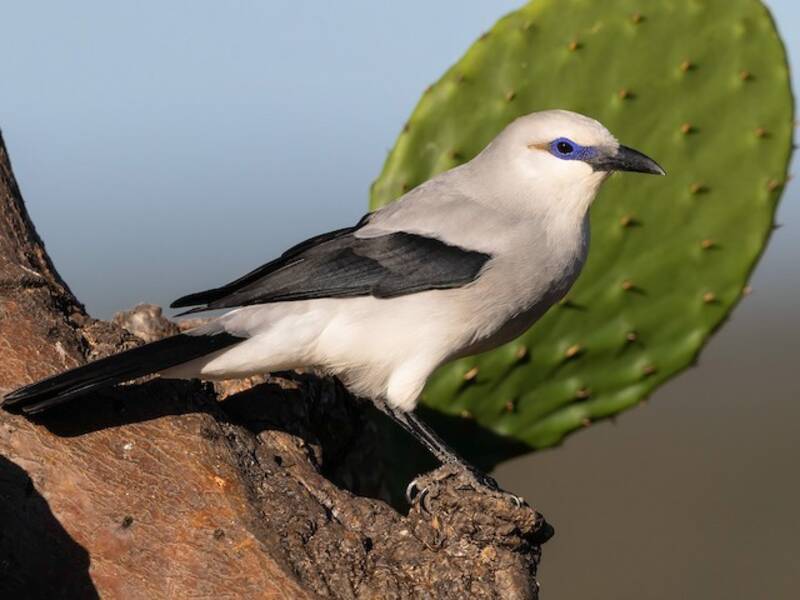 Stresemann's Bush-Crow (Zavattariornis stresemanni)