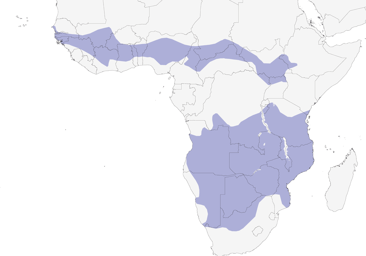 Schwalbenschwanz-Bienenfresser, Verbreitung 1