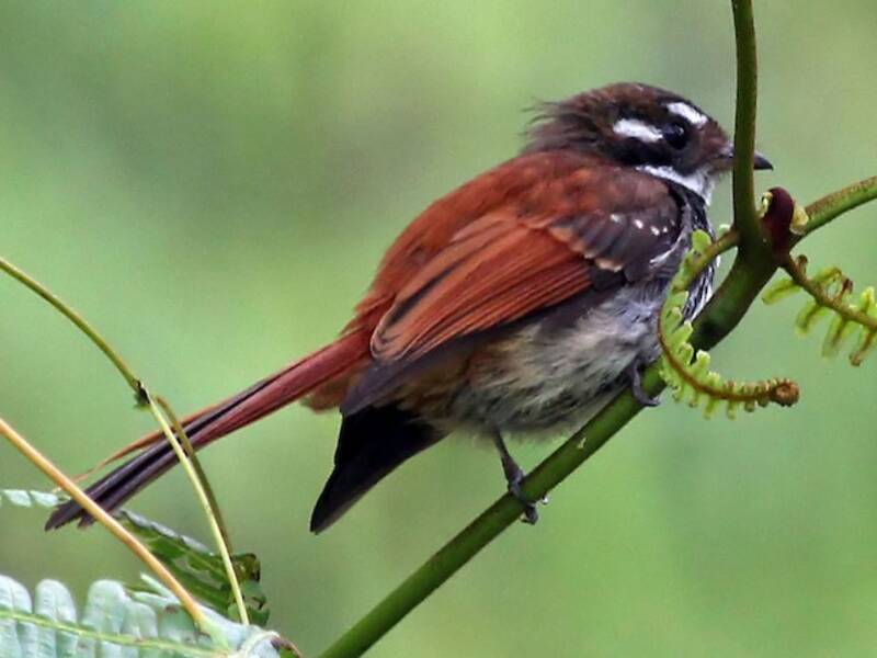 Streak-breasted Fantail, Photos 3