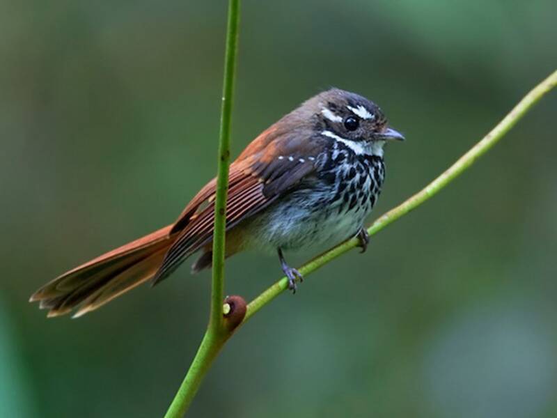 Streak-breasted Fantail, Photos 2