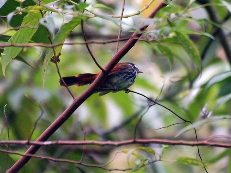 Streak-breasted Fantail, Photos 4