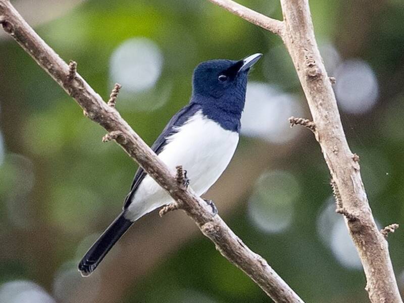 Papamoscas azul acero, Fotos 3