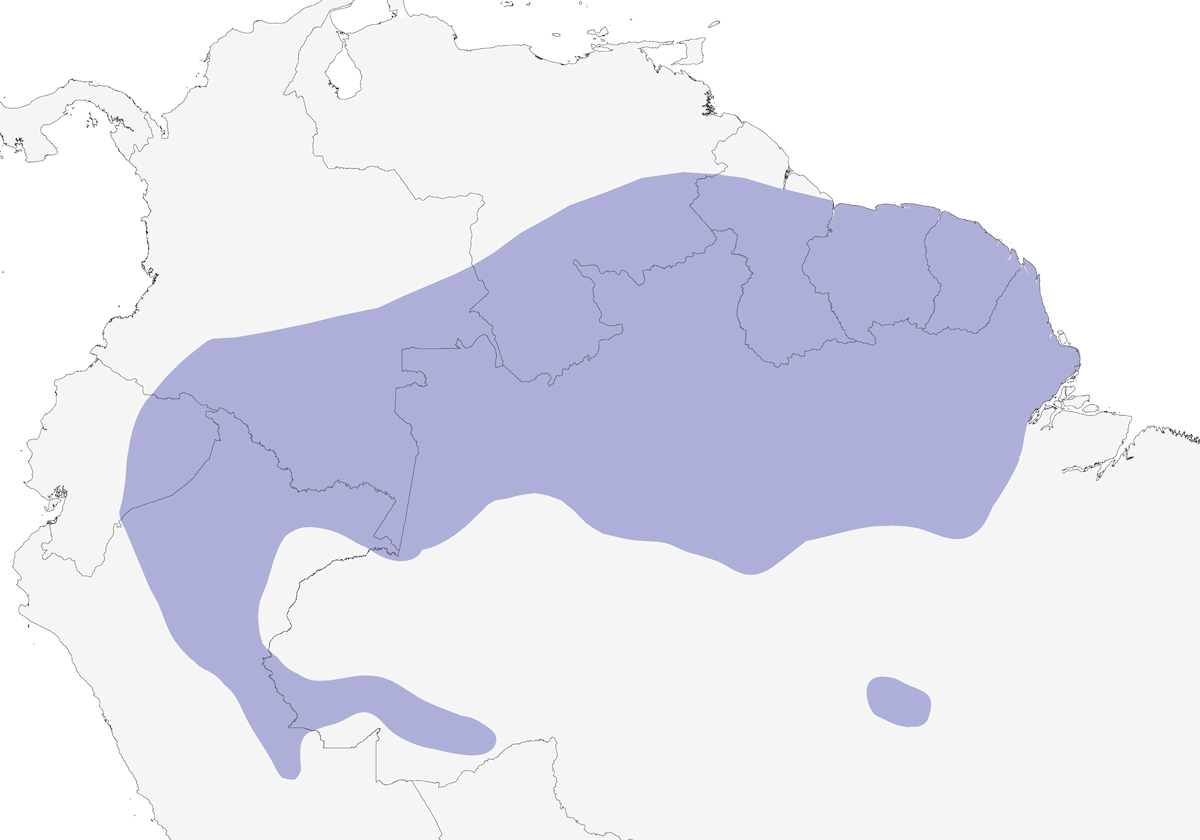 Ermitaño picorrecto, Distribución 1