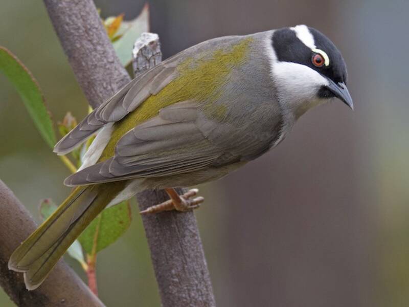 Strong-billed Honeyeater