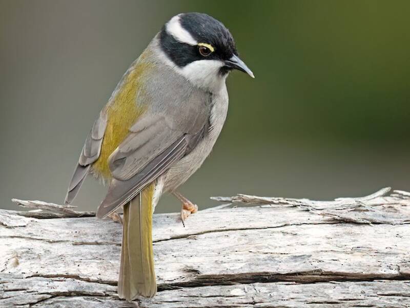 Strong-billed Honeyeater, Photos 2