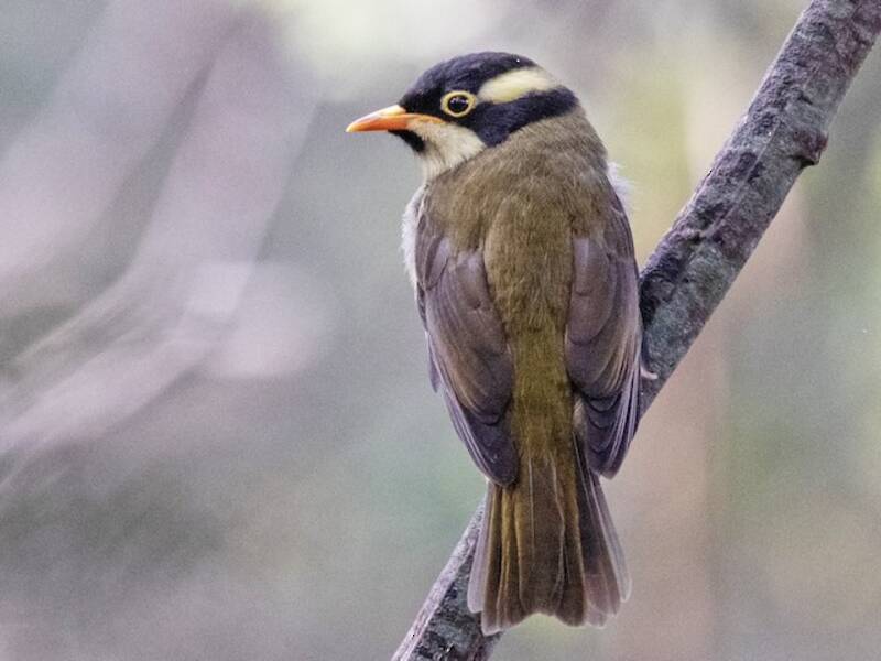 Strong-billed Honeyeater, Photos 3