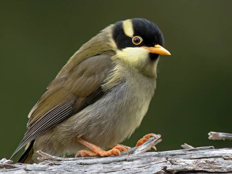 Strong-billed Honeyeater, Photos 4