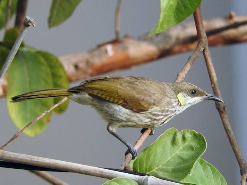 Streak-breasted Honeyeater
