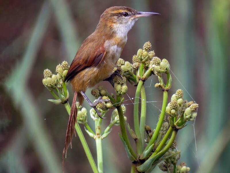 Straight-billed Reedhaunter