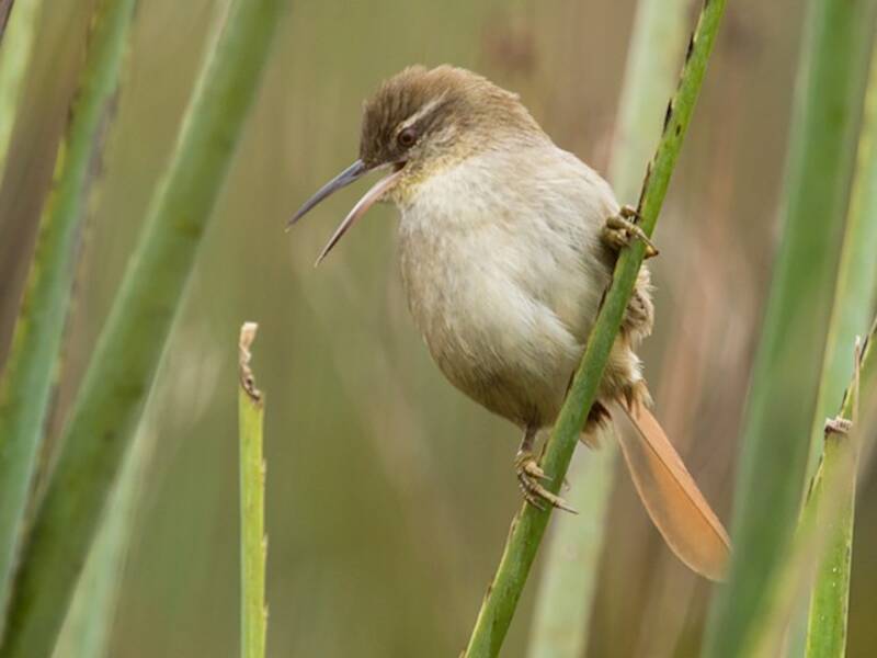 Straight-billed Reedhaunter, 照片 3