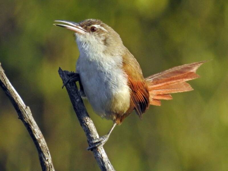 Straight-billed Reedhaunter, 照片 2