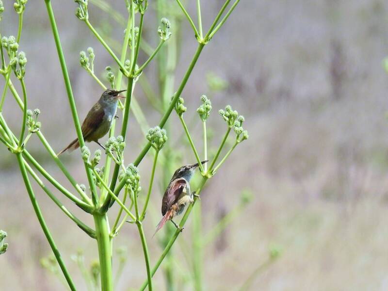 Straight-billed Reedhaunter, 照片 4