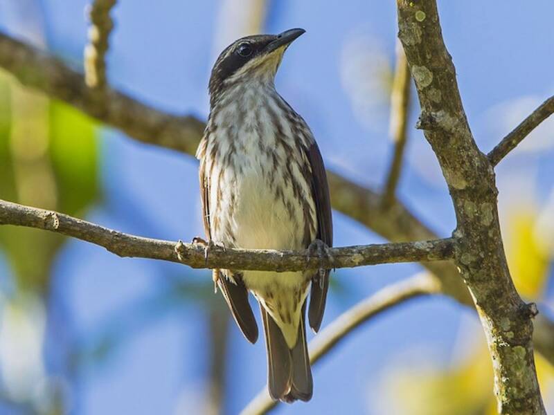 Stripe-breasted Rhabdornis, 照片 3