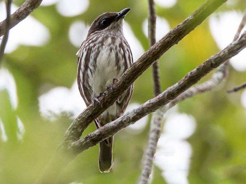 Stripe-breasted Rhabdornis, 照片 2