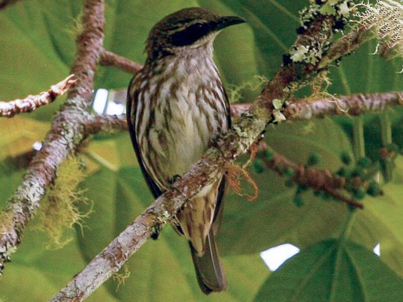 Stripe-breasted Rhabdornis, 照片 4