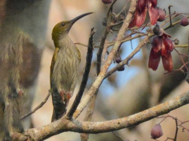 Streaky-breasted Spiderhunter, Photos 2