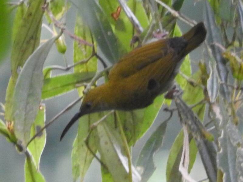 Streaky-breasted Spiderhunter, Photos 4