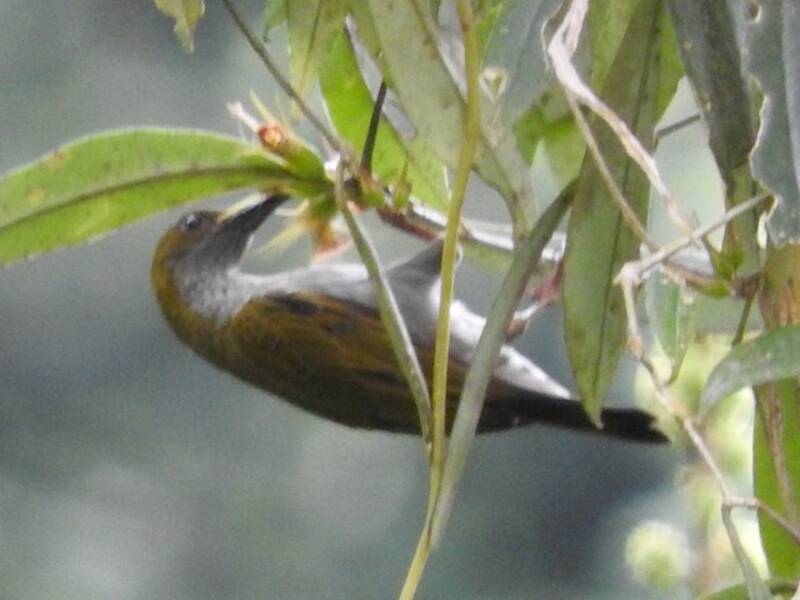 Streaky-breasted Spiderhunter, Photos 3