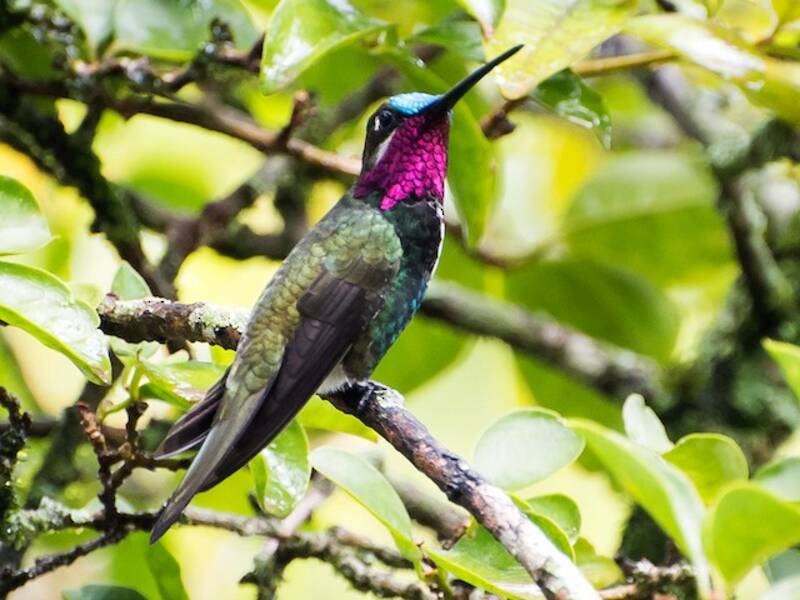 Stripe-breasted Starthroat, Photos 3