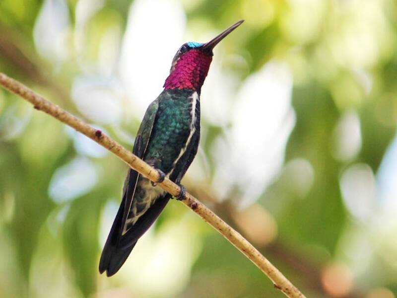 Stripe-breasted Starthroat, Photos 4