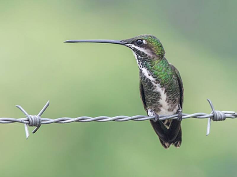 Stripe-breasted Starthroat, Photos 2