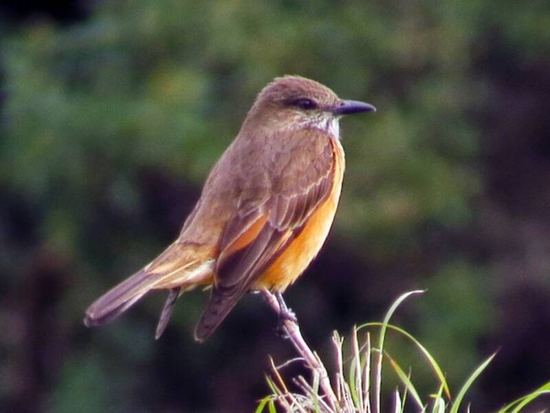 Streak-throated Bush-Tyrant, Photos 3